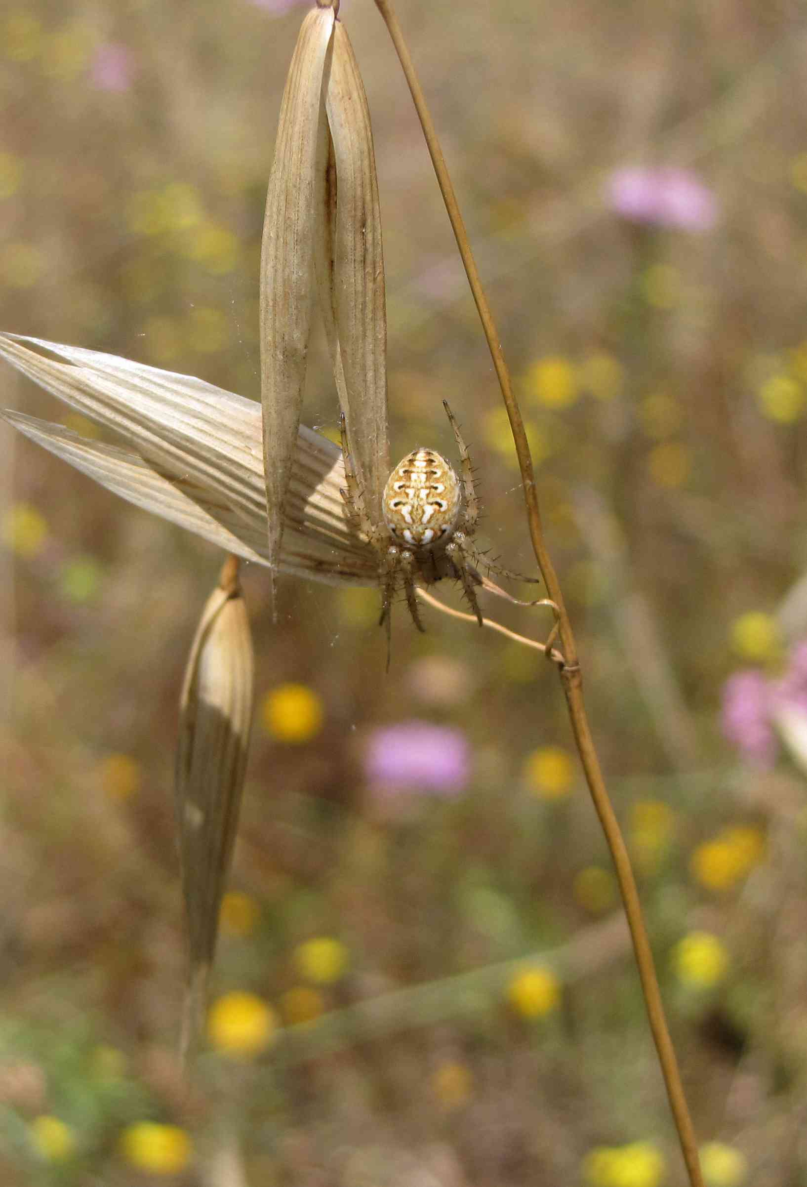 Neoscona sp.